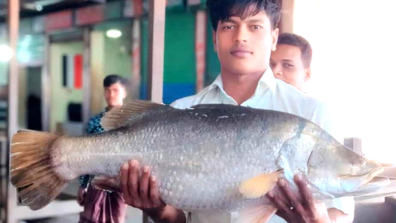 হাতিয়ায় দুই কোরাল ১৮ হাজার টাকায় বিক্রি